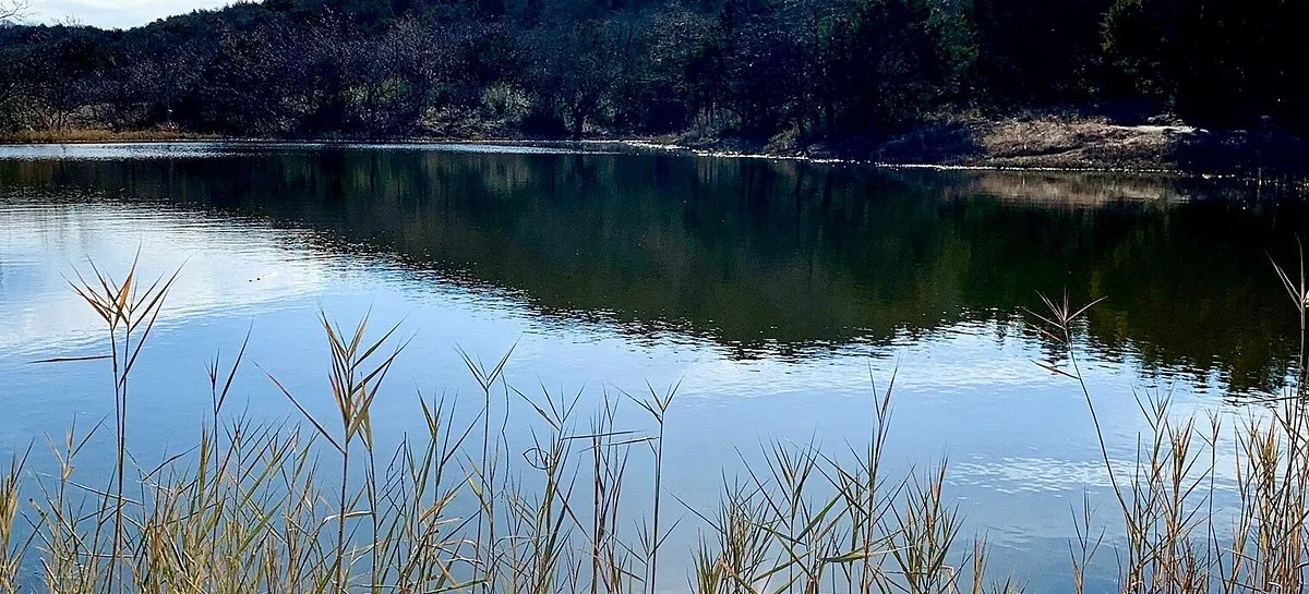 Open water and reeds below a wooded ridge at Cedar Ridge Preserve.